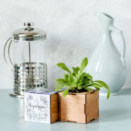 Набор для выращивания «Экокуб Lite»